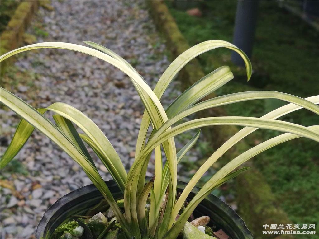 中透艺 - 中国兰花交易网