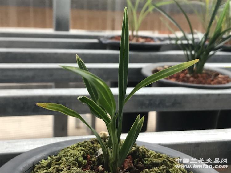 春兰叶型皮草带水晶