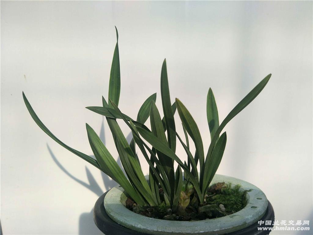 特靓春兰荷瓣王子《玉玲珑》带花苞 - 中国兰花交易网