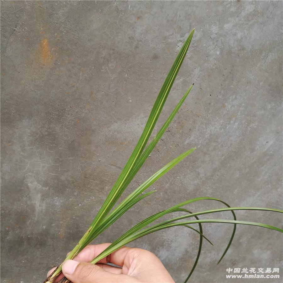下山原兜单叶丝草,赌下代进化艺 - 中国兰花交易网