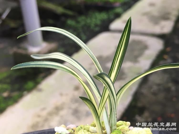春兰极品圆头中透艺「组培-熟苗」 - 中国兰花交易网