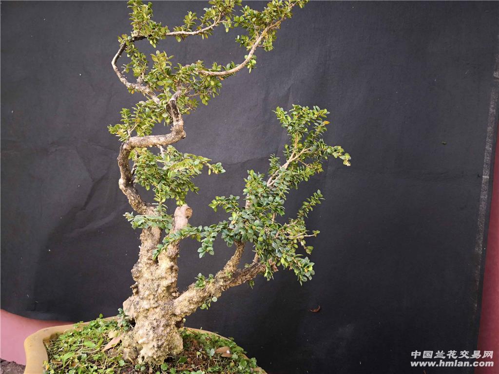 珍珠黄杨熟桩(三年多盆龄)