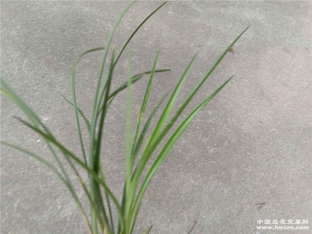 春兰/黑猫蕊蝶
