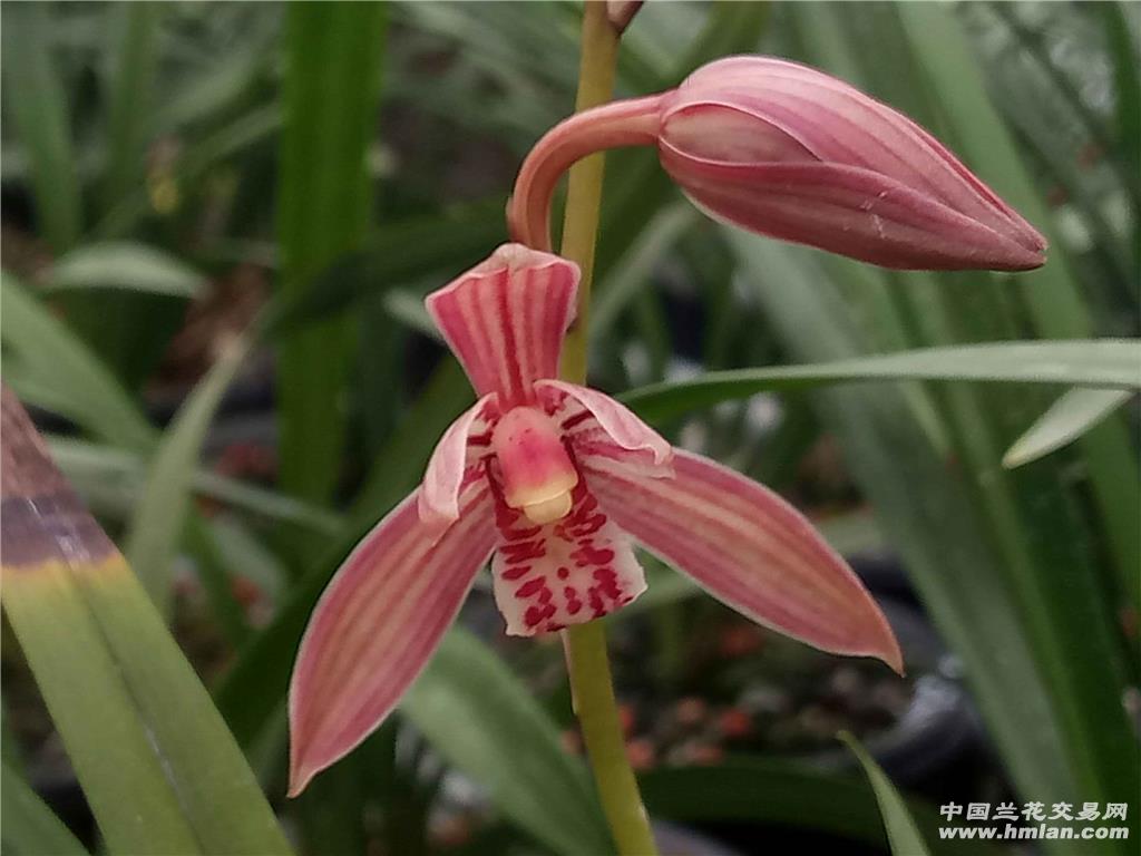建兰满堂红前垄带芽