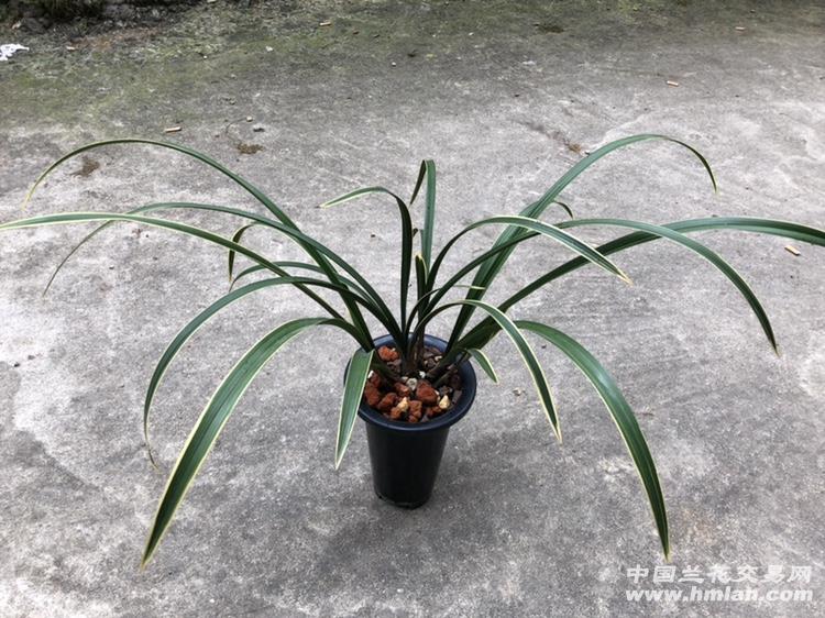 蕙兰红香妃