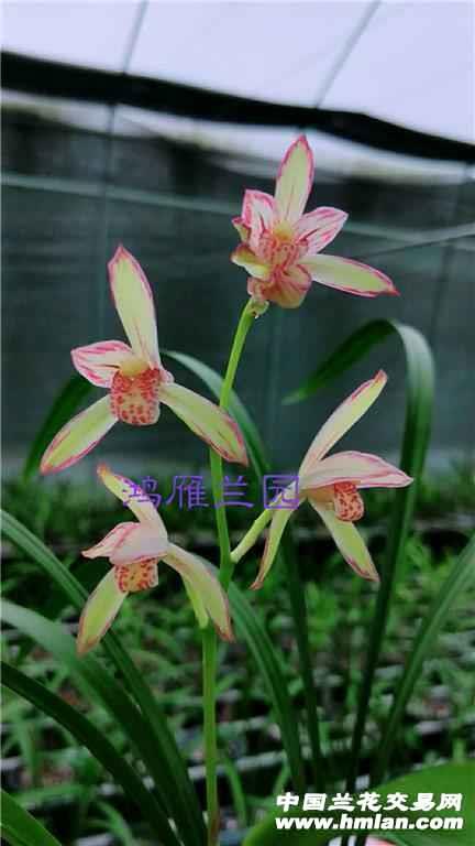 中华彩霞1.5苗
