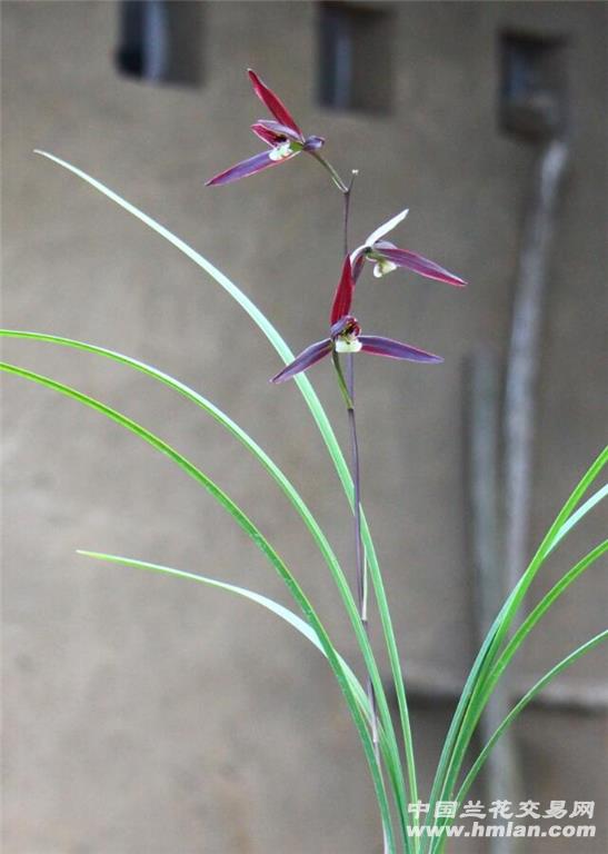 玫瑰红 下山细叶寒兰转色紫花,玫瑰红,今年平阳兰展铜奖品种