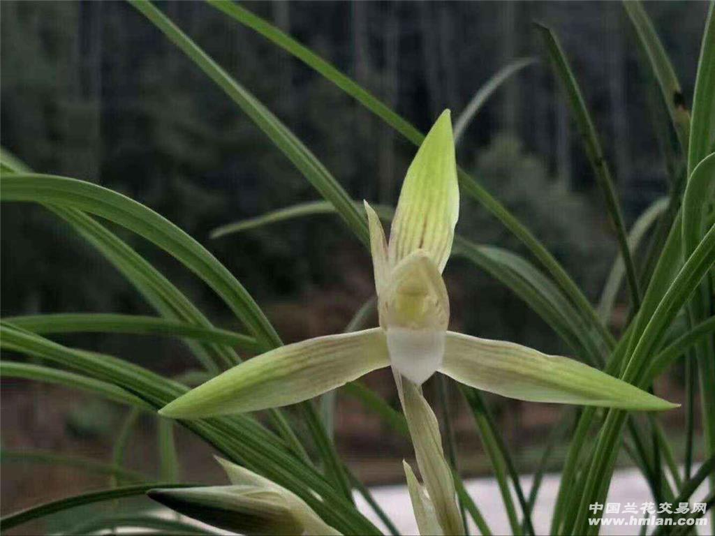 春兰 麻壳素 3苗1花苞