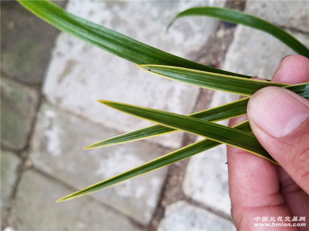 蕙兰木纹黄边艺 - 中国兰花交易网