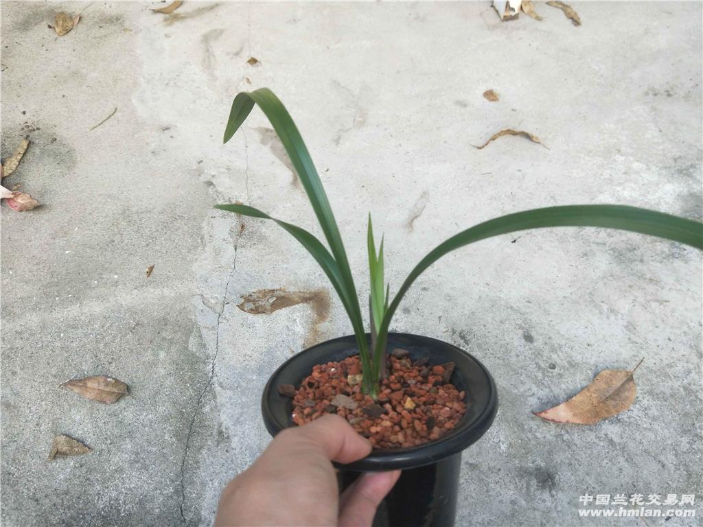 建兰紫凝前垄草
