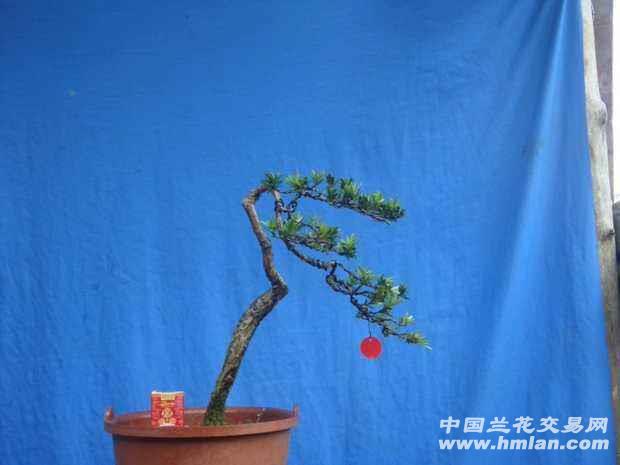 文人式罗汉松