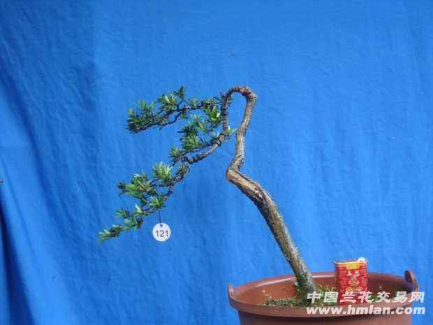 文人式罗汉松-盆景园艺-中国兰花交易网社区