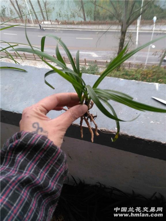 草古人口耳_赋得古原草送别(3)