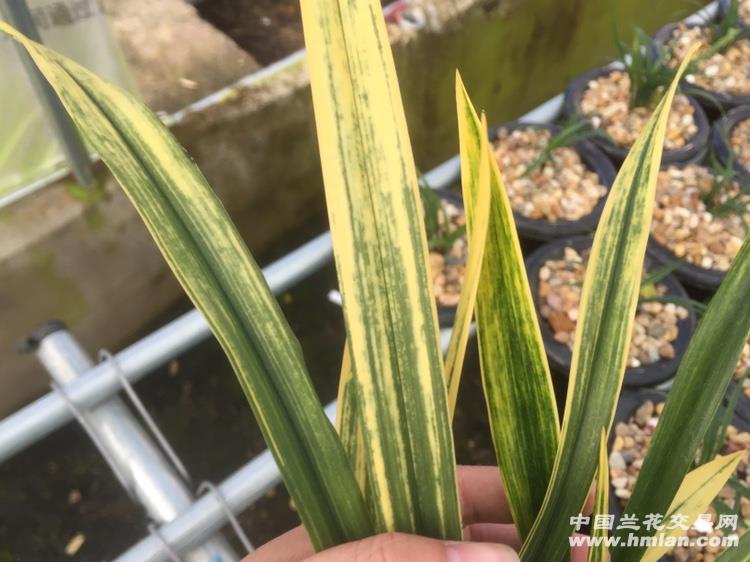墨兰虎斑美荷5个苗1花苞