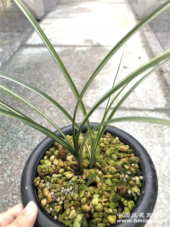 秀香锦2苗带芽(编号d2) - 中国兰花交易网