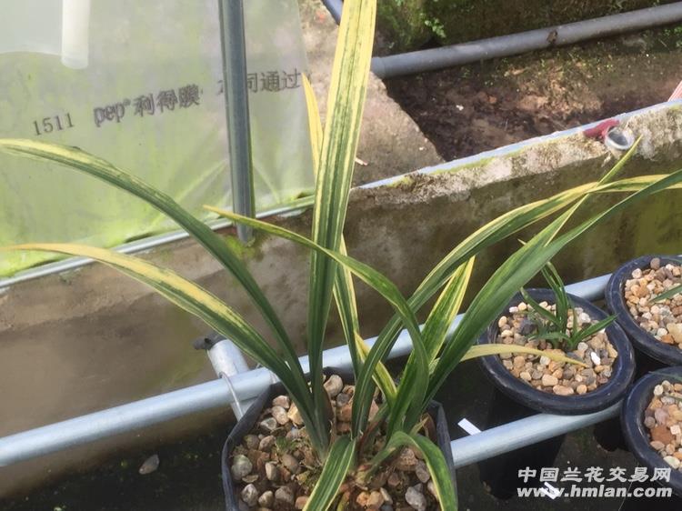 墨兰虎斑美荷5个苗1花苞