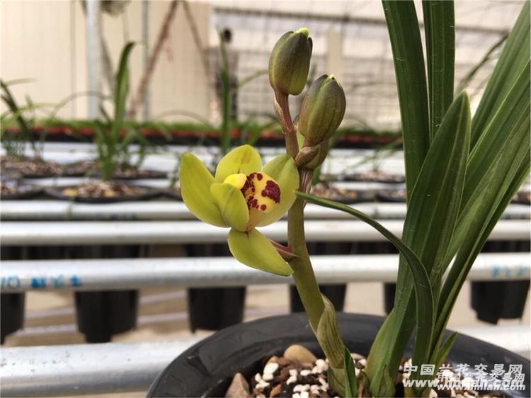 蕙兰精品红荷「科技」