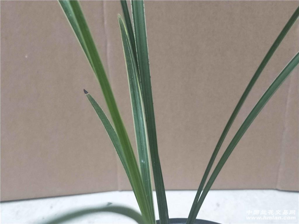 莲瓣兰翠晶红轮