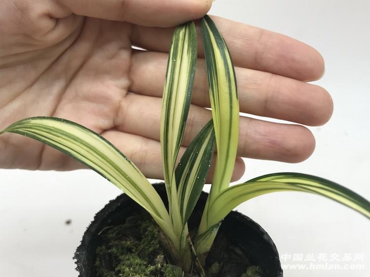 黄金达摩中透 中国兰花交易网