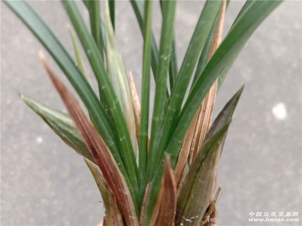 春兰/黑猫蕊蝶带3花包