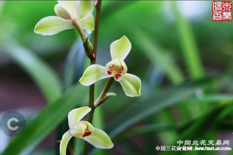 水仙清秀2苗【2米芽】 建兰:水仙清秀2苗【2米芽】 品种简介
