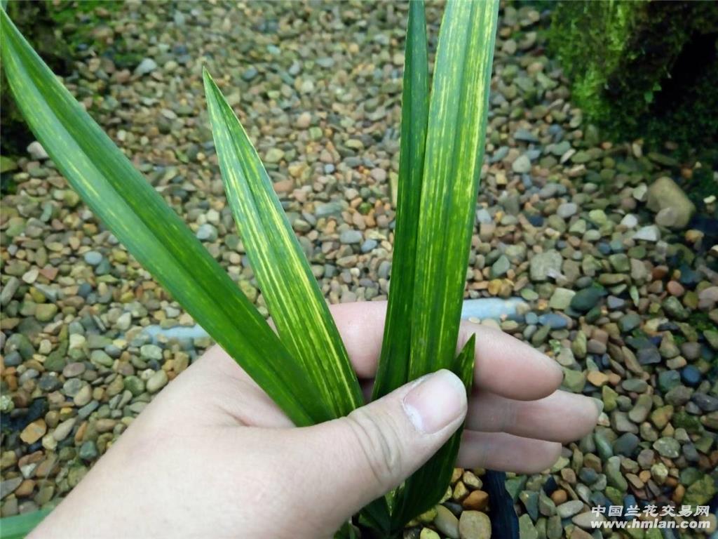 墨兰富贵金龙漂亮虎斑包邮韵