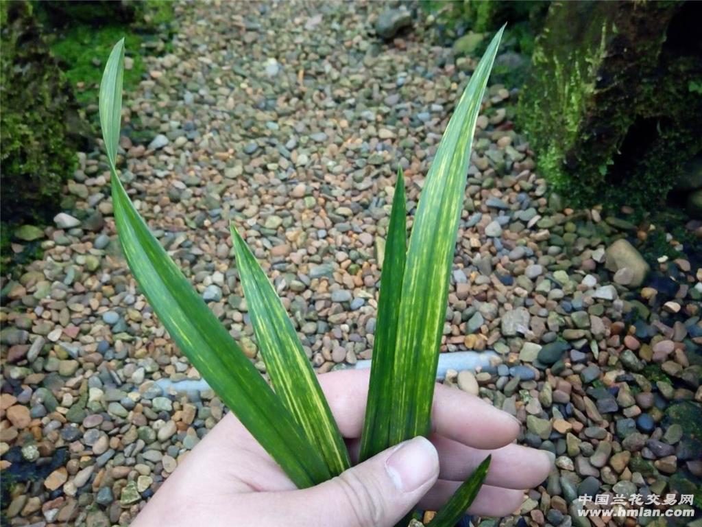 墨兰富贵金龙漂亮虎斑包邮韵