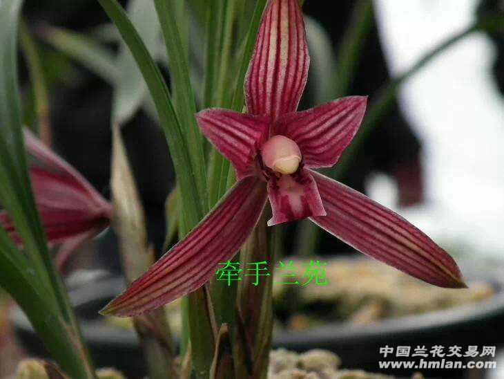 春兰新品:醉红颜 - 中国兰花交易网