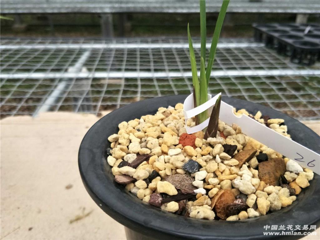 建兰铭品(赤诚)引种苗带芽