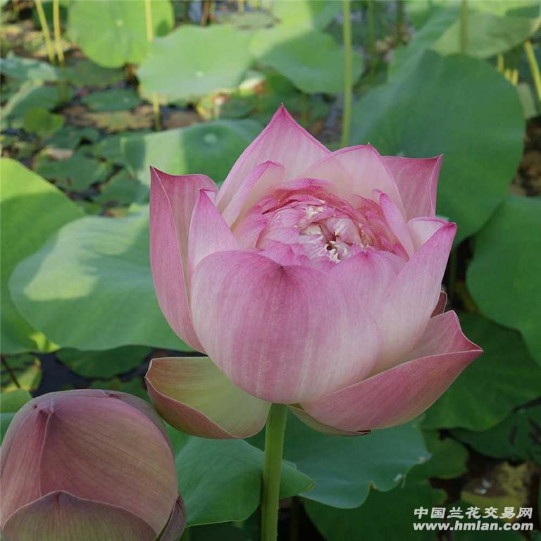 观赏荷花(碗莲 ) 中型品种 红唇
