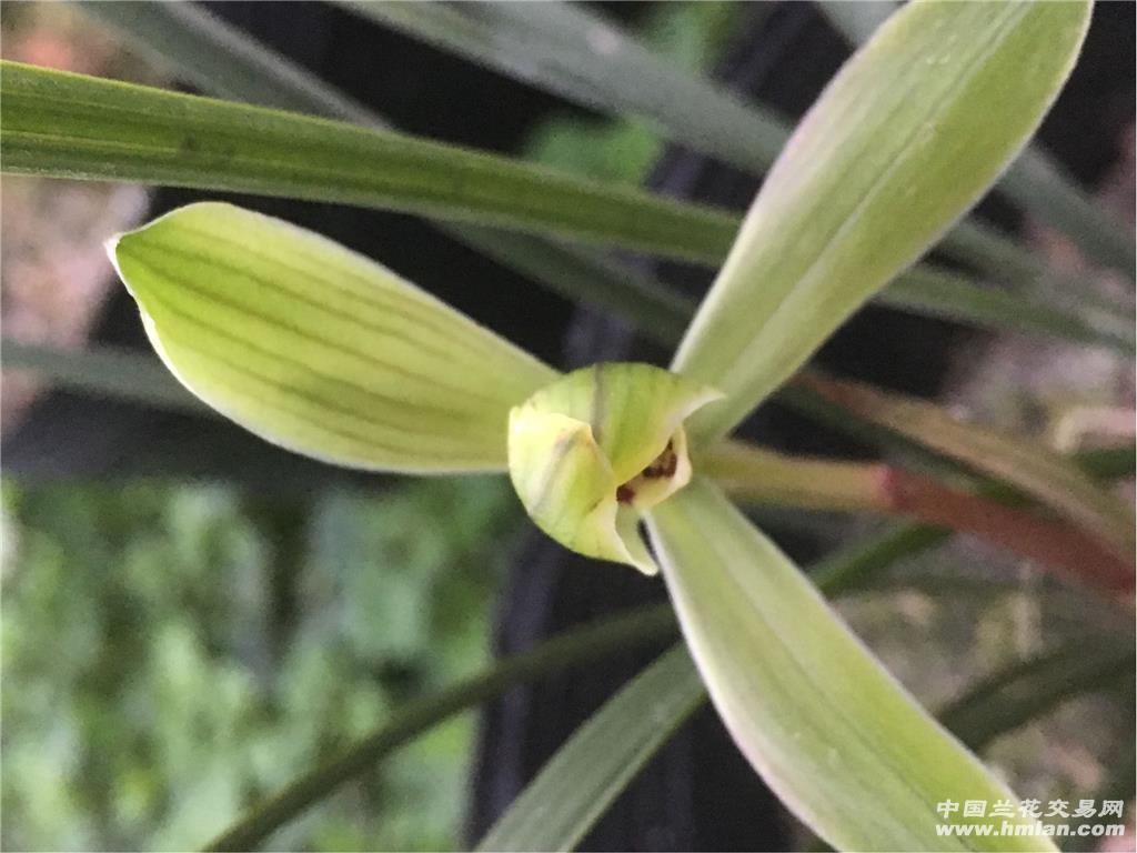 下山春兰梅瓣