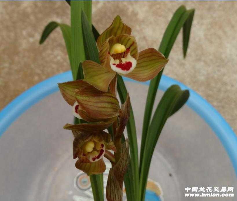邛州红荷 中国兰花交易网