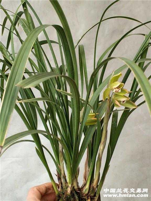 九龙金皇冠,3苗1花苞 中国兰花交易网