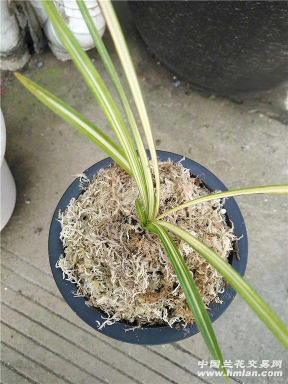 莲瓣名品艺兰,白极星,自然苗引种好