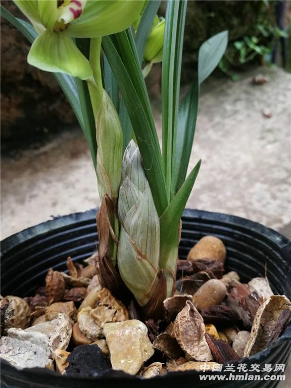 春剑荷王2壮苗带2现花1花苞