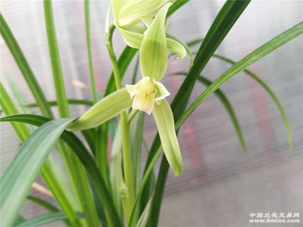 春剑素