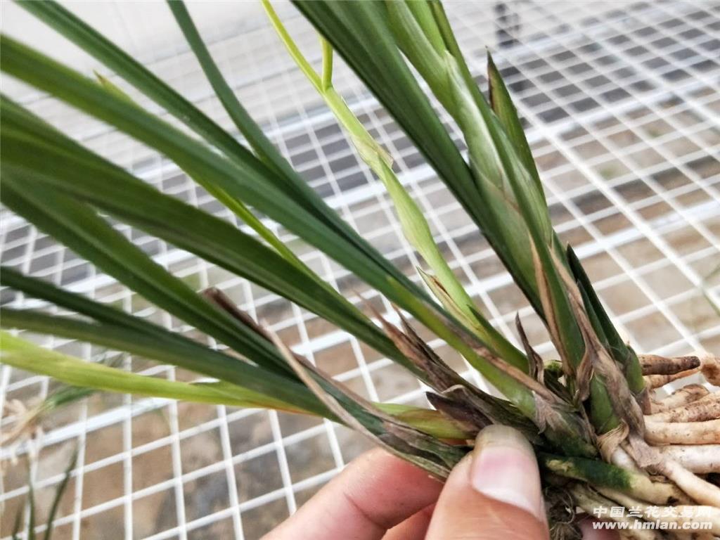 春剑素花开花4花