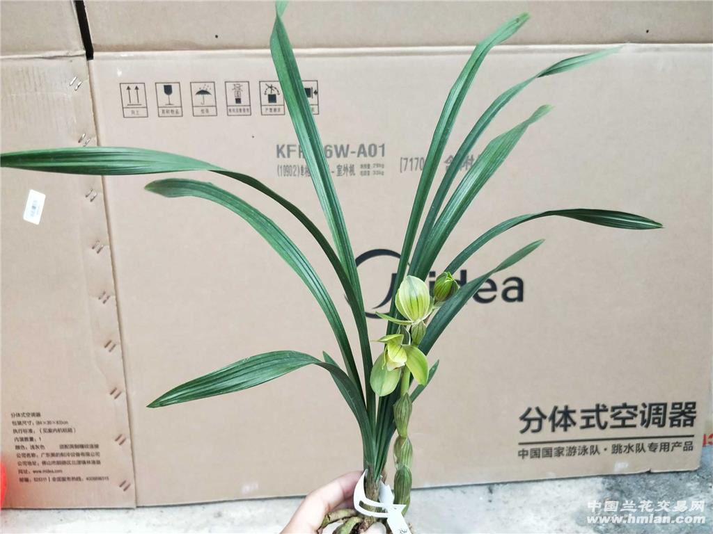 春剑新品荷瓣1花