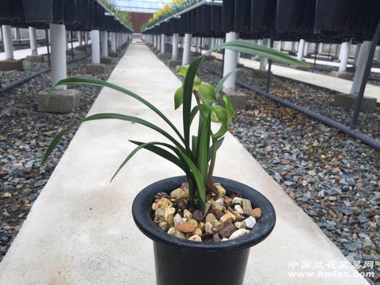 春剑大富贵2苗1现花1芽