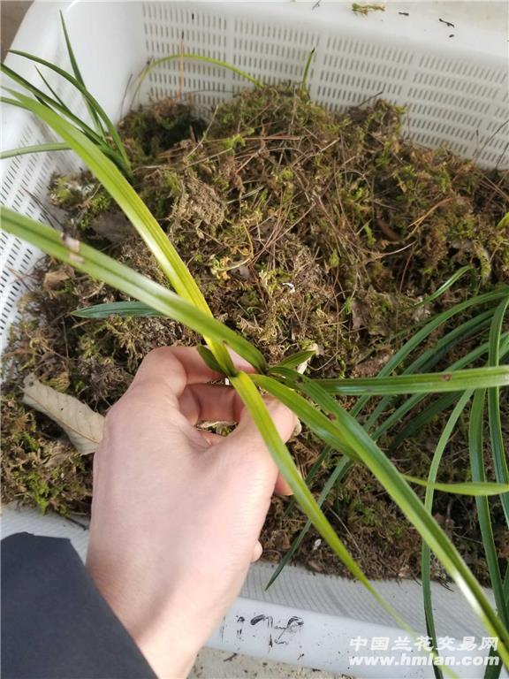 蕙兰变异草蛇斑 - 中国兰花交易网