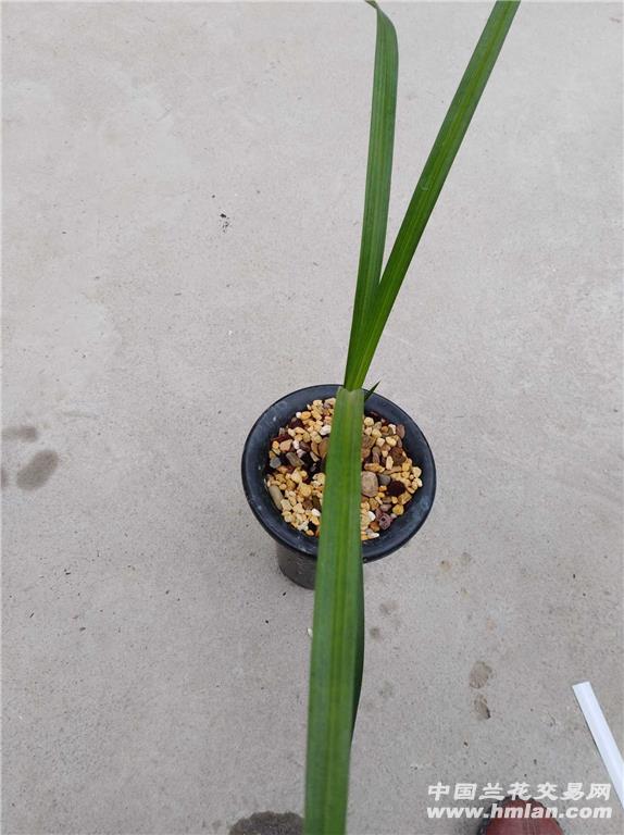 春新津胭脂