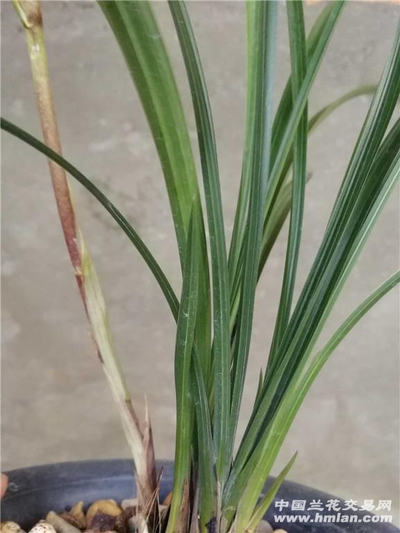 惠兰水晶梅瓣