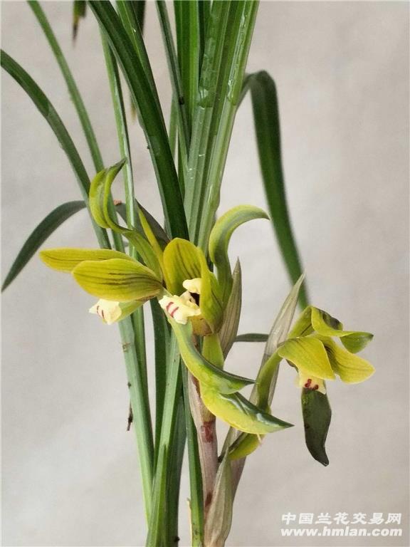 漂亮的春兰复色花,3苗2花. - 中国兰花交易网