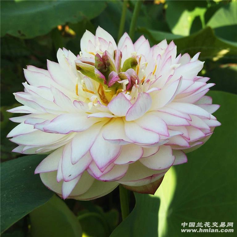 观赏荷花(碗莲)中型品种