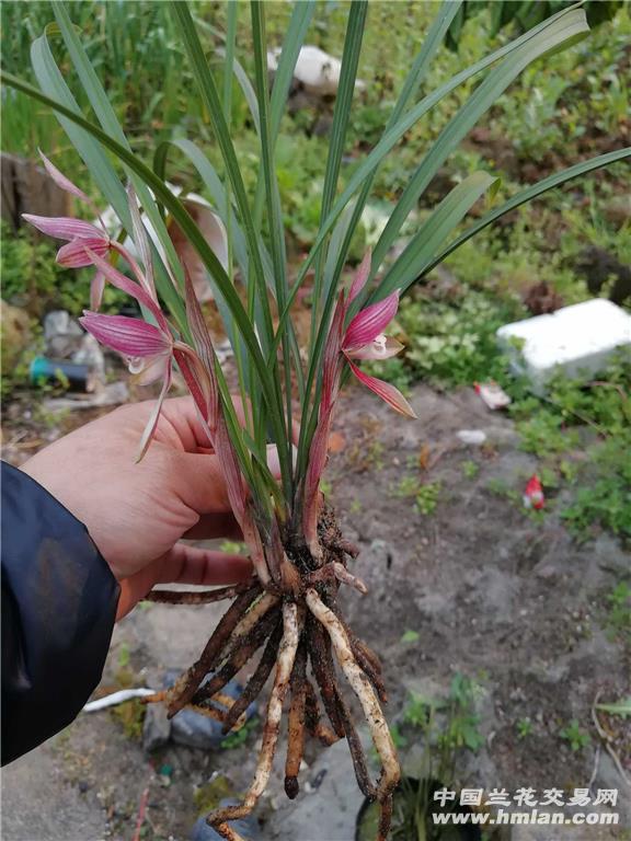 田里选的,香花春兰,红花 - 中国兰花交易网