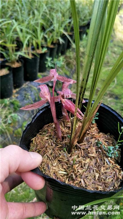 朵朵香红花春兰 晚春的红色诱惑 - 中国兰花交易网