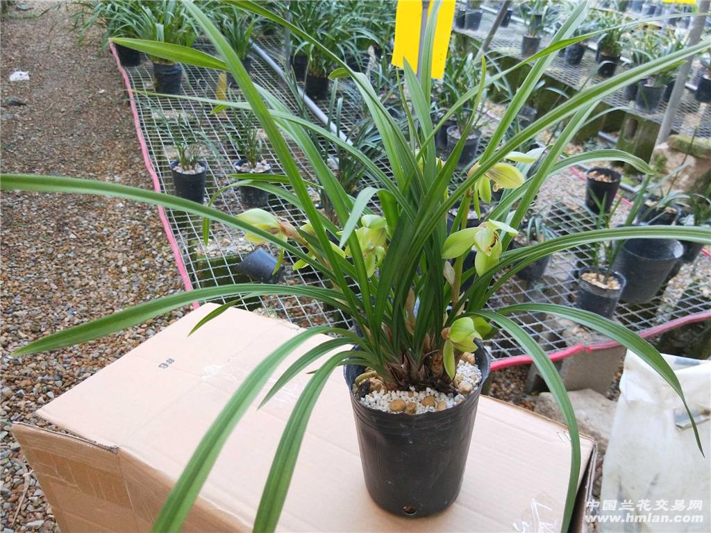 春剑大富贵7苗5现花1花苞