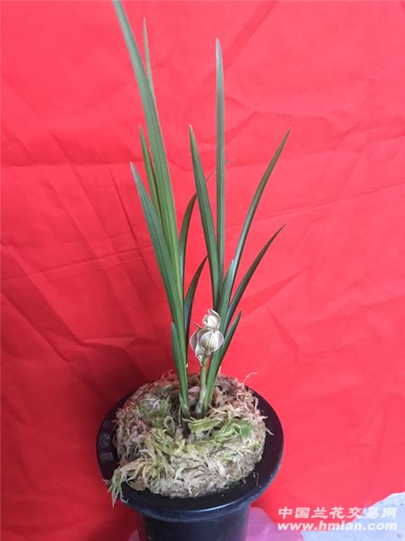 云南铭品--童面玲珑--2苗1芽1花 - 中国兰花交易网
