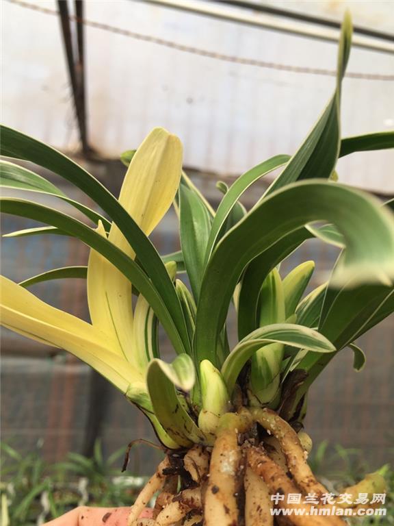 中透凤凰冠,6喵3个芽,根好,叶清秀 - 中国兰花交易网