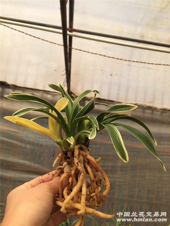 中透凤凰冠,6喵3个芽,根好,叶清秀 - 中国兰花交易网
